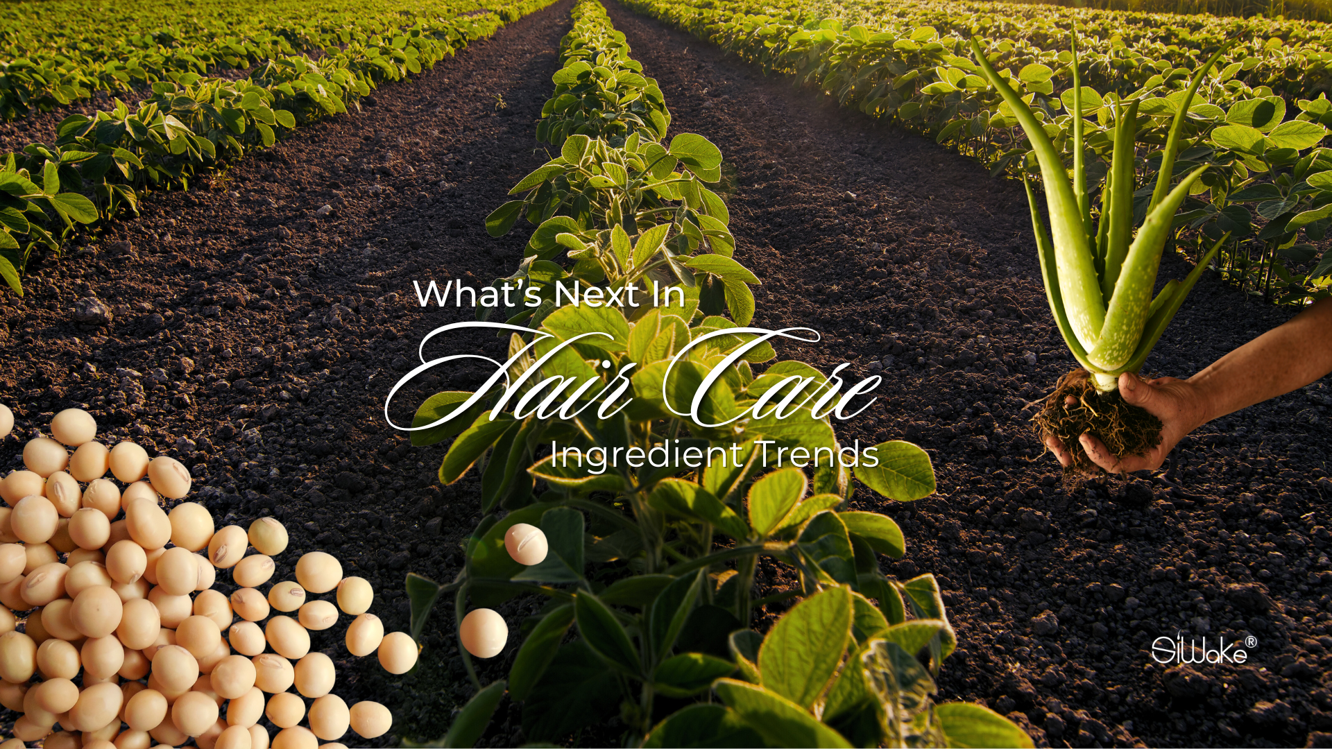 Top Hair Care Ingredient Trends Every Brand Should Watch